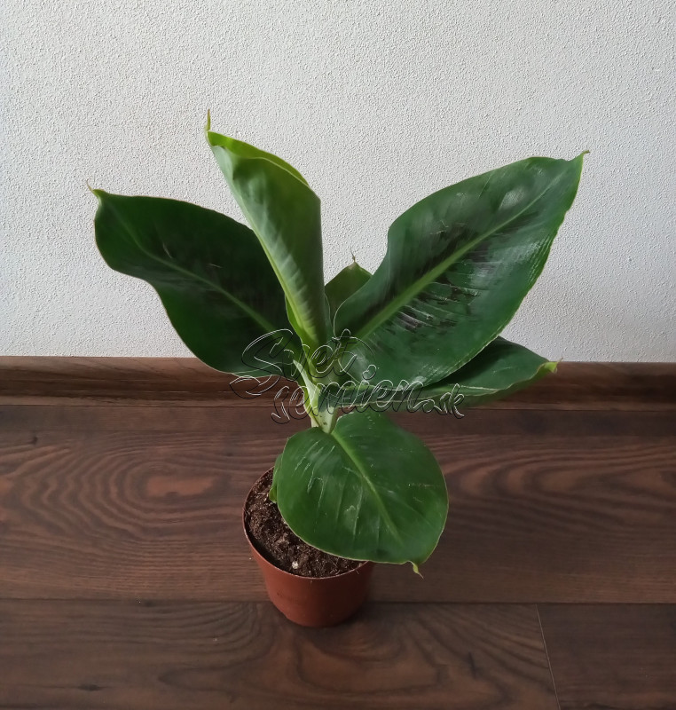 Musa "Dwarf Cavendish"