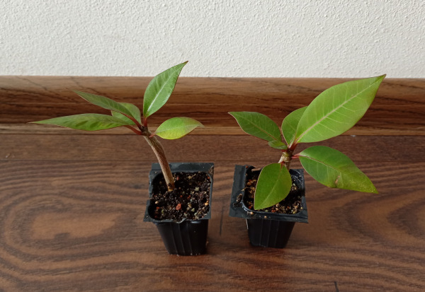 Plumeria rubra "Scarlet" - semenáč