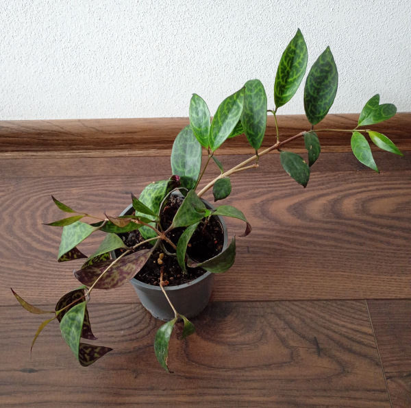 Aeschynanthus marmoratus