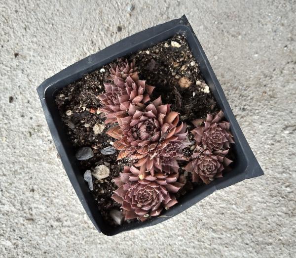 Sempervivum "Legolas"