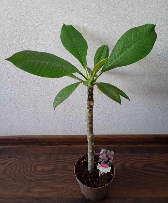 Plumeria rubra - ružovo fialkovo oranžový kvet 2