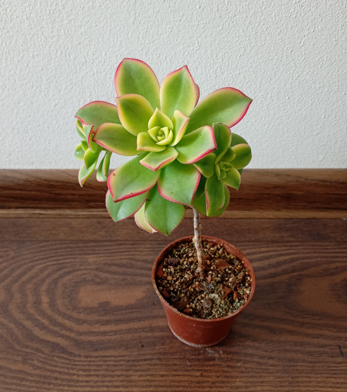 Aeonium haworthii "Kiwi"