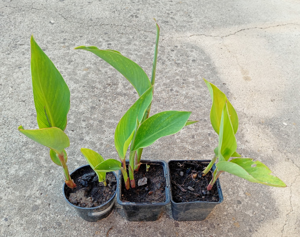 Canna indica Red 1