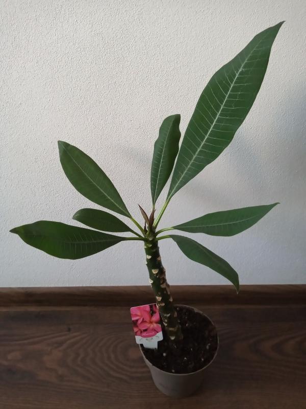 Plumeria rubra - tmavo ružový kvet 1