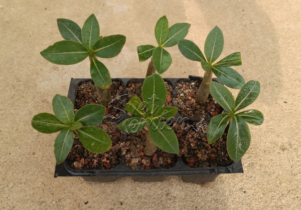 Adenium Thai Socotranum "MIX" - semenáč