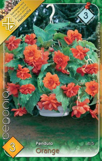 Begónia Pendula Orange/3 ks