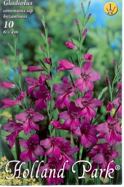 Gladiolus comm. ssp byzantinus/10 ks