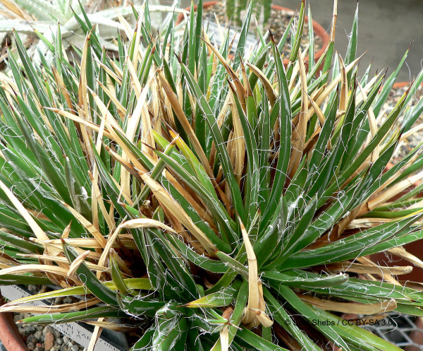 Agave toumeyana var. bella 10 semien