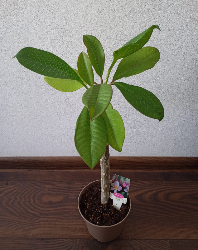 Plumeria rubra - ružovo fialkovo oranžový kvet 1