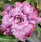 Adenium obesum Pink Crown - vrúbľovaná rastlina