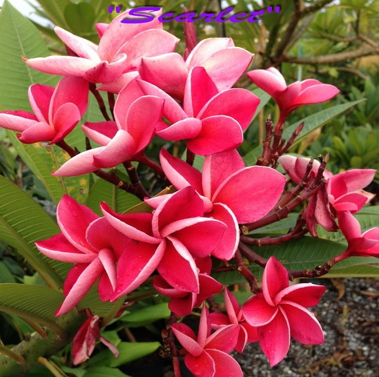 Plumeria rubra "Scarlet" - semenáč 1