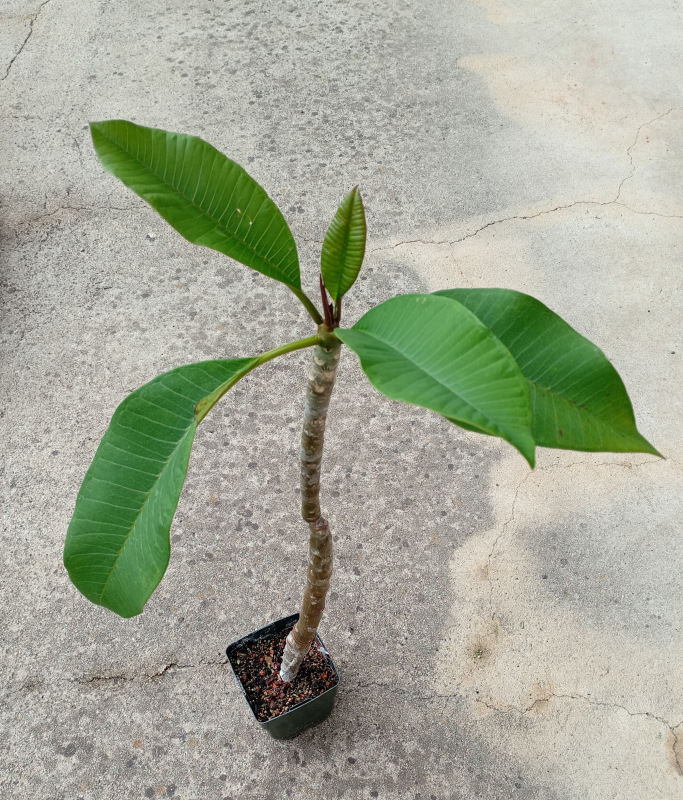 Plumeria rubra VIOLET - MIX fialových farieb - 1 rastlina 1