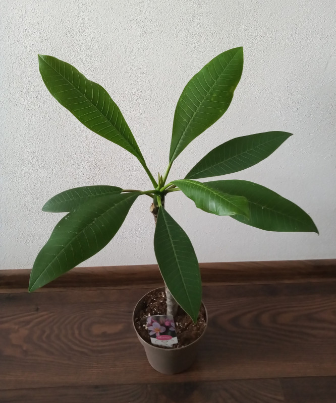 Plumeria rubra - ružovo fialkovo oranžový kvet 1