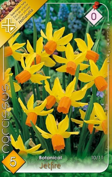 Narcissus Botanical Jetfire/5 ks