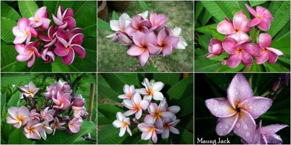 Plumeria rubra VIOLET - MIX fialových farieb - 1 rastlina