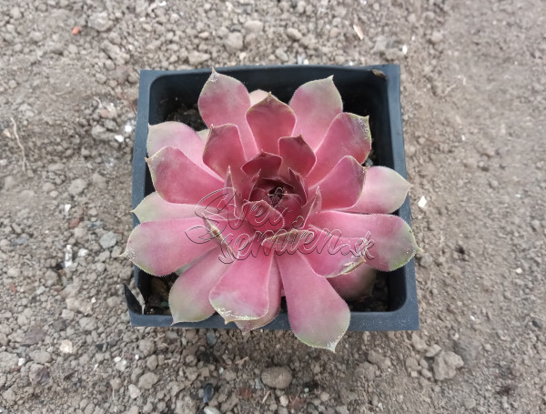 Sempervivum "Tesoro" 1