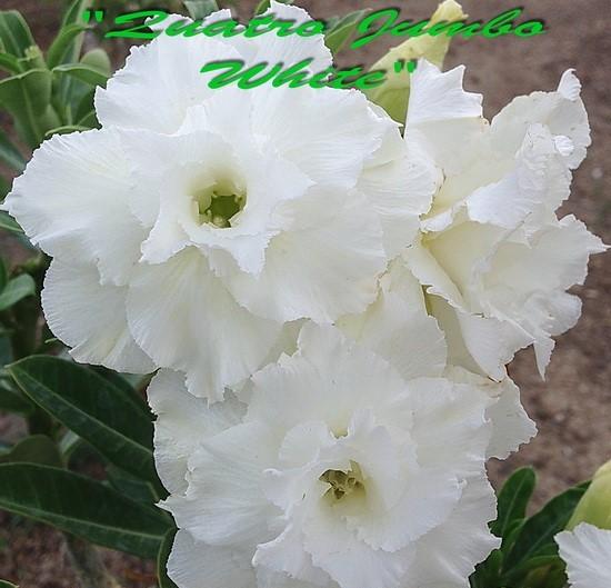 Adenium obesum Quatro Jumbo White - vrúbľovaná rastlina