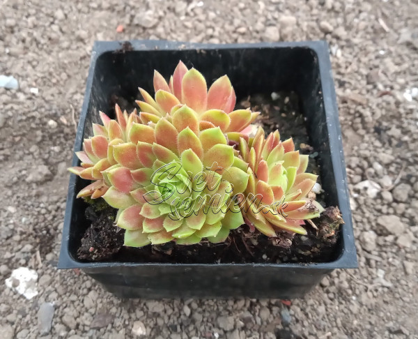 Sempervivum "Debile"