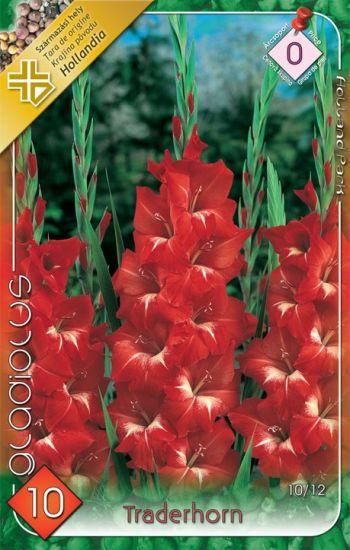 Gladiolus Traderhorn/10 ks
