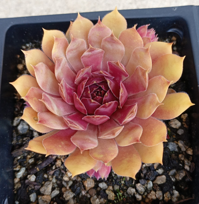 Sempervivum "Tesoro" 2