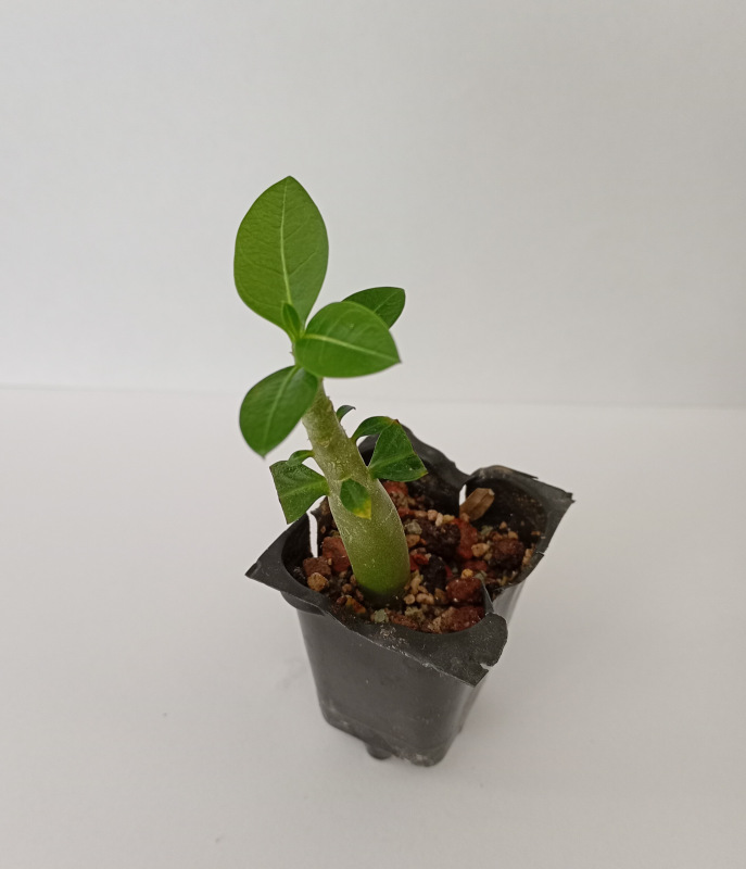 Adenium arabicum "Dwarf White Giant" - semenáč