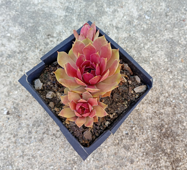Sempervivum "Tesoro"