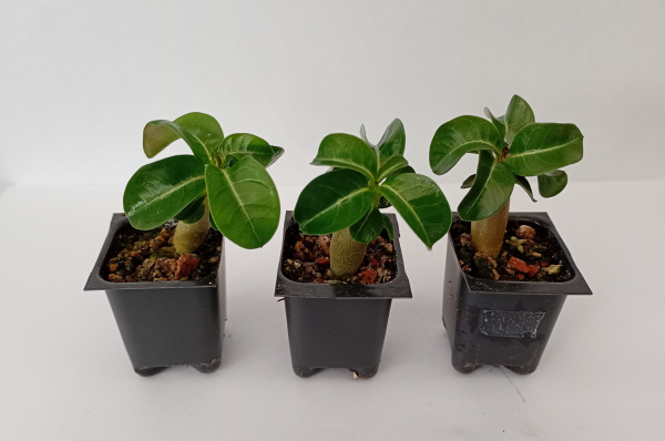 Adenium obesum Dorset Horn DHA - semenáč
