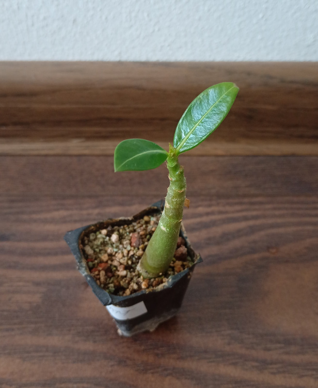 Adenium arabicum "Dwarf White Giant" - semenáč