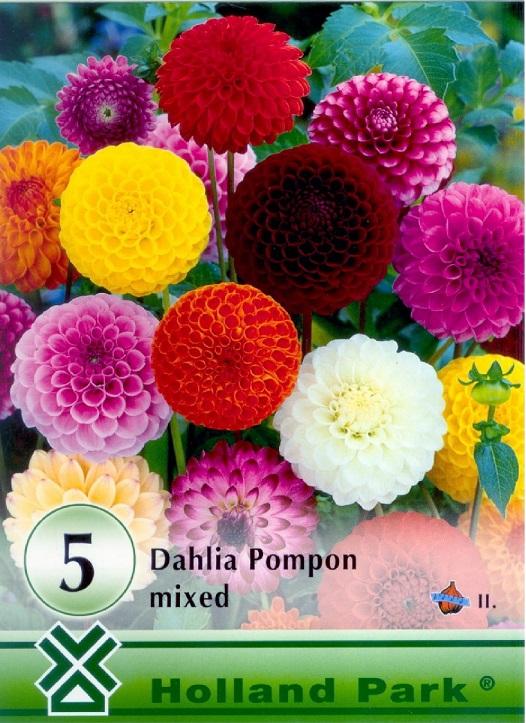 Dahlia Pompon MIX/5 ks