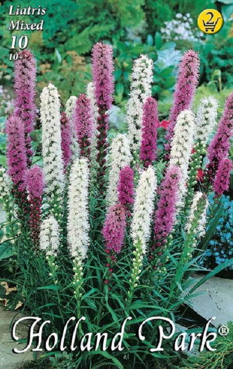 Liatris MIX