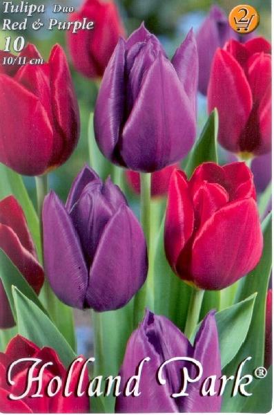 Tulipa Triumph Duo Red & Purple/10 ks