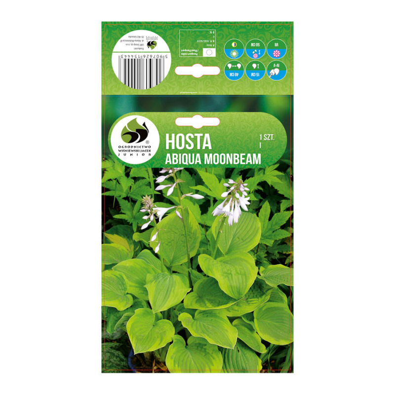 Hosta Abiqua Moonbeam/1 ks
