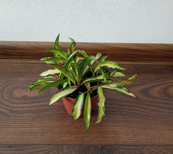 Hoya wayetii "Tricolor"