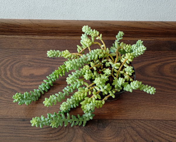 Sedum BURRITO