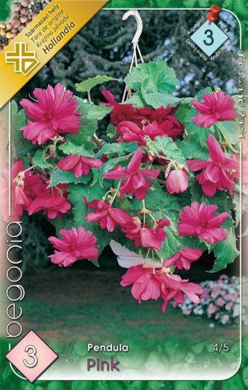 Begónia Pendula Pink/3 ks