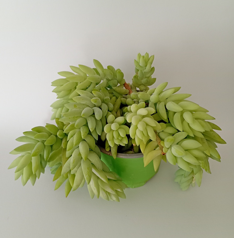 Sedum morganianum
