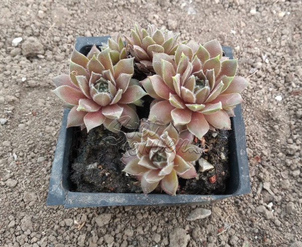 Sempervivum "Racey" 1