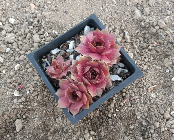 Sempervivum "Tesoro"