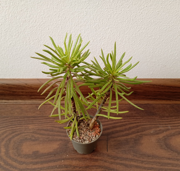 Senecio barbertonicus (Senecio "Himalaya")