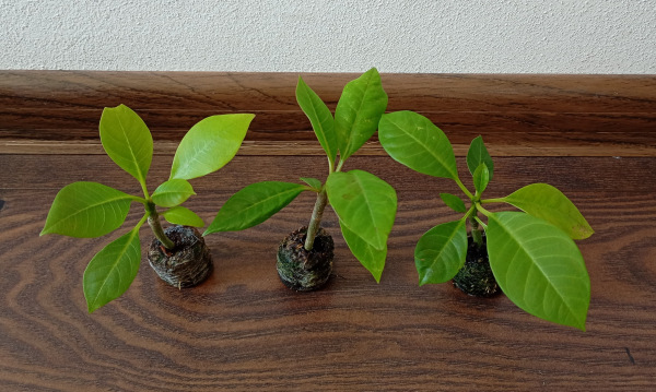 Plumeria rubra "MIX" - semenáč