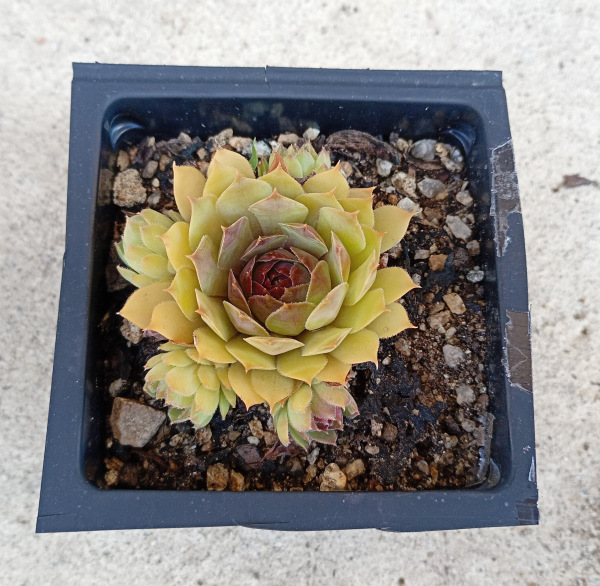 Sempervivum "Tesoro" 3