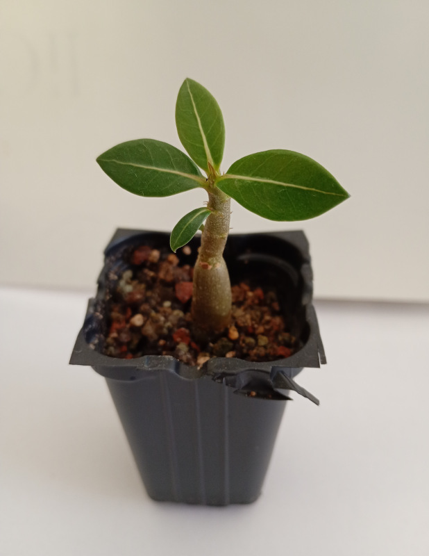 Adenium arabicum "MIX" - semenáč