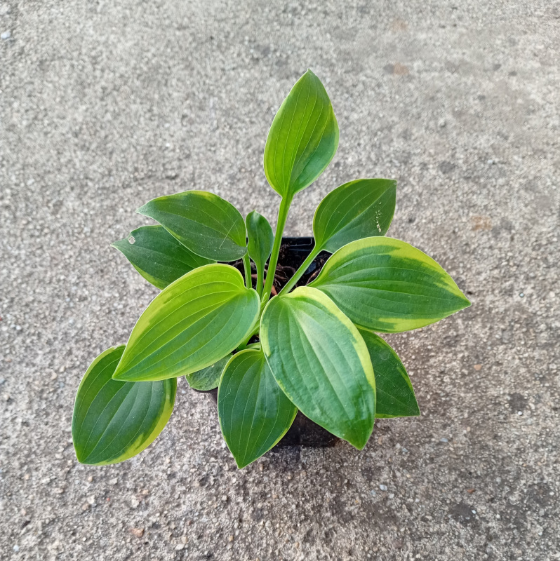 Hosta Abiqua Moonbeam