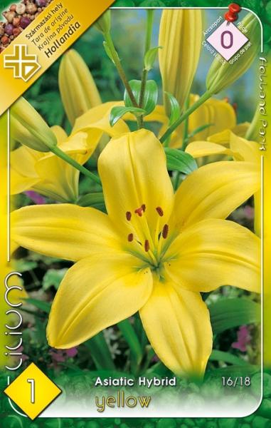 Lilium Asiatic Hybrid Yellow/1 ks