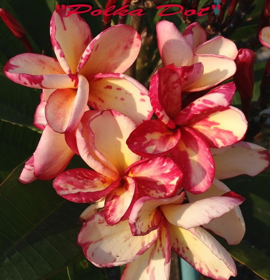 Plumeria rubra "Polka Dot" - semenáč 1