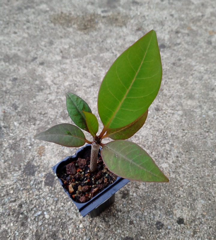 Plumeria rubra "Polka Dot" - semenáč
