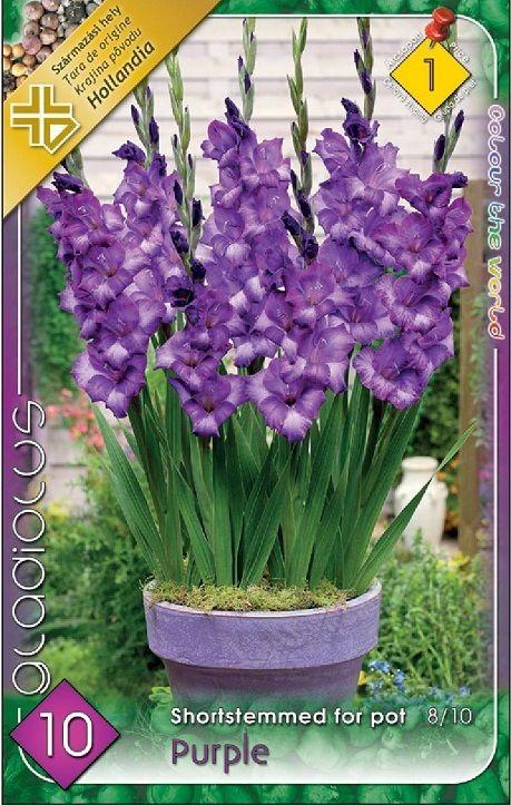 Gladiolus for pot Purple/10 ks