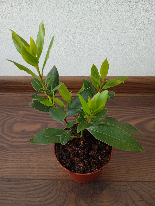 Laurus nobilis (Vavrín pravý - Bobkový list)