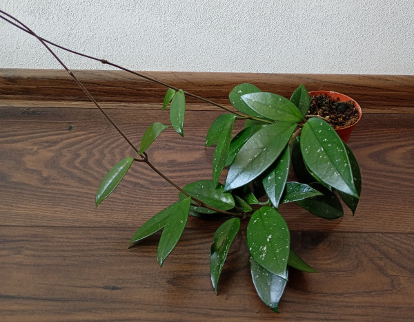 Hoya carnosa