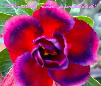 Adenium obesum "Double Red Purplish" - semenáč 1